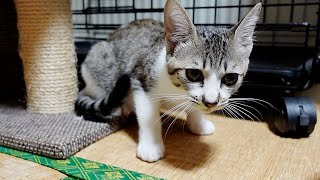 子猫が体調を崩したので急遽病院へ連れていきました