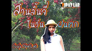 PipatLab Channel |  สวนลิ้นจี่..ในวันฝนตกกับนุ่น PipatLab ep.3