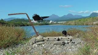 L0314　大分川　水辺の餌場　モンファミリー（ハシボソガラス）Oita River　Waterside Feeding Ground　MON Family (Wild Carrion Crow)