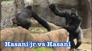 Gorilla 💎 Hasani Jr keeps challenge Hasani 💎 兄に挑戦するハサニジュニア💎　Los Angeles Zoo