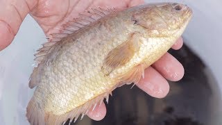 We Survival - Set up fish trap to catch Climbing Perch fish