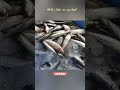 mathi fish on pollachi fish market shorts ytshorts viral