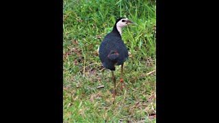 White breasted waterhen Amaurornis phoenicurus different calls