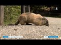 hautes alpes les marmottes sortent de leur hibernation au pied de la forteresse de mont dauphin