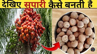 देखिए सुपारी कैसे बनती है|supari Making|how Areca nut are made supari|Betel nut processing machine