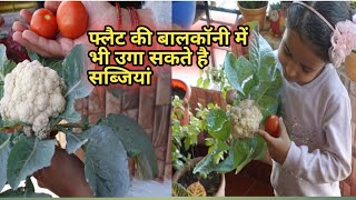 Organic vegetables harvesting |Balcony Garden|