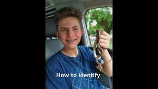 How to idenditfy a short snouted grass snake.  Identification Series Video 3