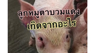 อันตราย..!!ที่ไม่ควรมองข้าม/หมูตาบวม แดง