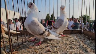 RADOM Gołębie pigeons targ Andrzej W. 13.07.2024.cz.2 /3 💥Gołębie jasne i wyszwance Andrzeja Radom💥