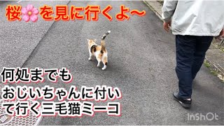 桜を見に行こう!!おじいちゃんと三毛猫ミーコのお散歩  Part2