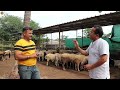 भारत में धूम मचा रही है ये विदेशी भेड़ african dorper sheep sheep farming