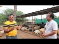 भारत में धूम मचा रही है ये विदेशी भेड़ african dorper sheep sheep farming