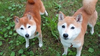 柴犬ひかいち　野鳥の森の早朝散歩　Stroll with Shiba Inu