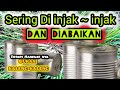 DASYAT !!! inilah Manfaat Menakjubkan RUMPUT Belulang Bagi TUBUH || Rumput yang Sering kita injak ??