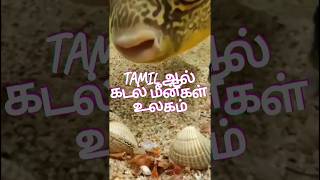 tamil ஆல் கடல் உலகம் #tamil #suport #sritharmuthu #shortvideo #shortsfeed #கடல்உணவு#shortsyoutube