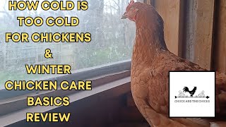 How Cold Is Too Cold For Chickens, Winter Care Basics Review