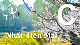 Cảm âm C NHẤT TIỄN MAI《一剪梅》Giáng Ương Trác Mã | Tiêu Dao