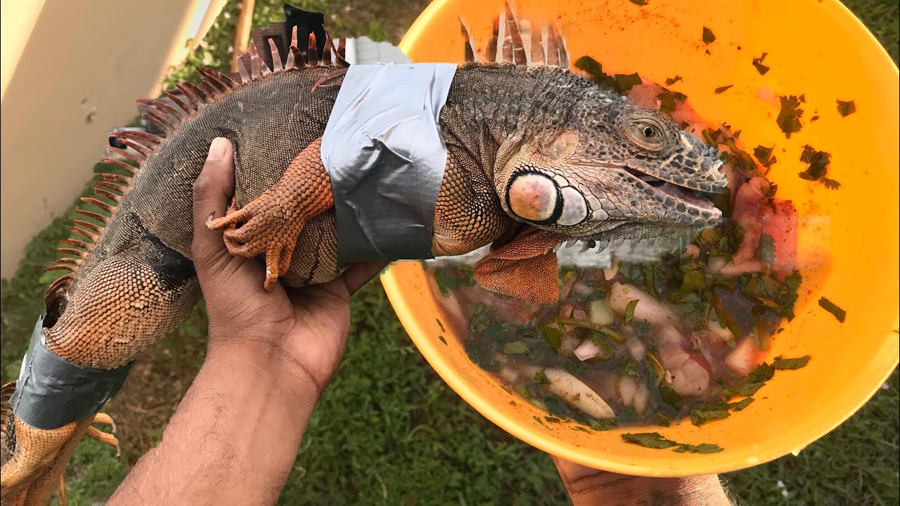 Catch N Cook Raw Iguana Ceviche Youtube
