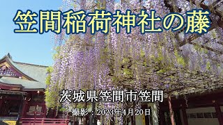 笠間稲荷神社の藤 [4K] Wisteria in Kasama Inari Shrine