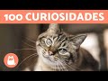 100 CURIOSIDADES sobre los GATOS que te sorprenderán 🐱🐾