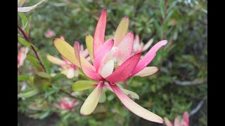 游览墨尔本丹德浓山脉植物园/Dandenong Ranges Botanic Garden Tour, Melbourne