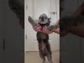 Boom boom shake shake #dog #dance