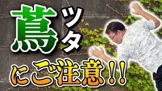 家まわりの植物に注意！蔦（ツタ）は撤去しないと大変なことに...!【外壁塗装 / リフォーム】