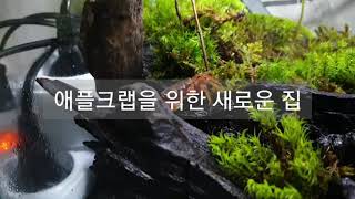 애플 크랩을 위한 새 보금자리(마지막이길 ㅠ)(new terrarium for red apple crab)