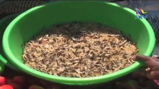 The ‘Chiswa' delicacy: Experts believe the insect is rich in protein and calcium