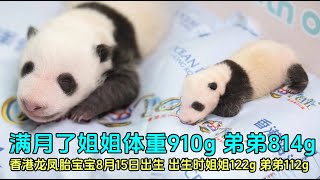 9月15日香港双胞胎满月，姐姐体重910g，弟弟814克，暴风式成长#panda  #香港大熊猫 #大熊猫盈盈