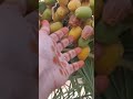 dates tree in saudi arabia