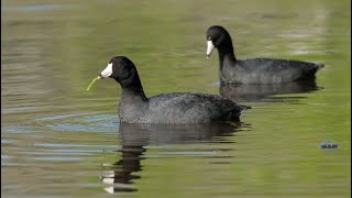 Common coot Il Eurasian coot Il swamp chicken Il Wildlife Il Wild Animals Il Beautiful Earth 4K🌍