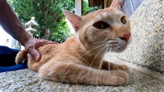 神社で遊ぶ子猫達が可愛過ぎる