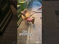 夏の夜のシマウマとビーグル犬ケンシロウ 子犬のいる生活 癒し ビーグル犬 犬 dog