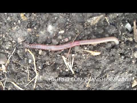 How fast does an earthworm move?