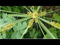 नागरमोथा के फायदे और उपयोग health benefits of nagarmotha.