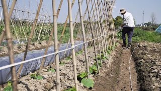 Sharing personal experience – From germination to harvesting fresh cucumbers#Cucumbers #HomeGarden