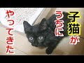 保護された子猫がうちにやってきた