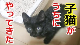 保護された子猫がうちにやってきた