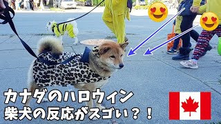 What happens when you walk with a Shiba Inu dog in Canada ♪ Halloween trick-or-treating