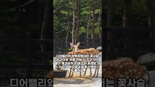 강원도 가족여행 숙소는 여기로! 강원도 리조트 추천 베스트 3