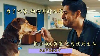 为了回家.狗狗耗时三年.徒步400英里.只为找到主人【完整版】