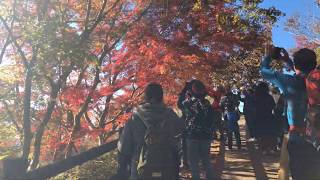 ＃004　高尾山登山 Mt.TAKAO 登り⇒ 蛇滝口 ～ ２号路 ～ ４号路 ～ 頂上　下り⇒ ４号路 ～ いろはの森コース（日影沢コース）