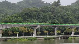 大湖公園落羽松變色了！