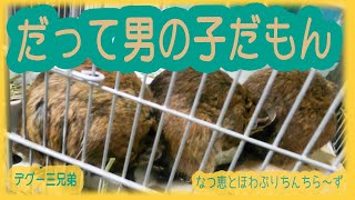 【デグー三兄弟】だって、男の子だもぉん