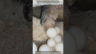 Turtle Laying Egg | Turtle Eggs | कछुआ अंडा कैसे देता है | Save The Situation |