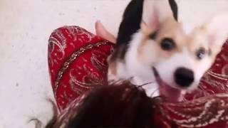 Hello Human, so happy to see you again!  - Dato' The Corgi