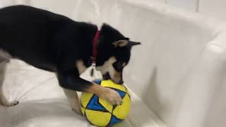 黒柴犬 サッカーボールを破壊したい柴犬⚽I want to destroy a soccer ball Shiba Inu