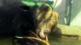 ヒグマ「アヤメ」大接近！！（東武動物公園）Brown Bear Came Close