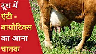 दूध में एंटीबायोटिक्स का आना घातक | Use of Antibiotics in Lactating Cow